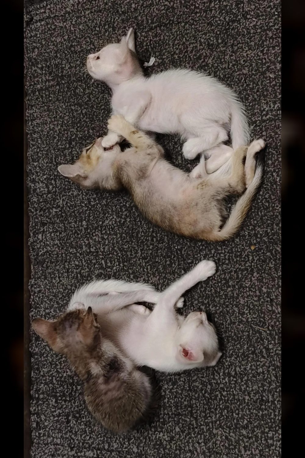 4 kittens need adoption ASAP! — Vijayawada