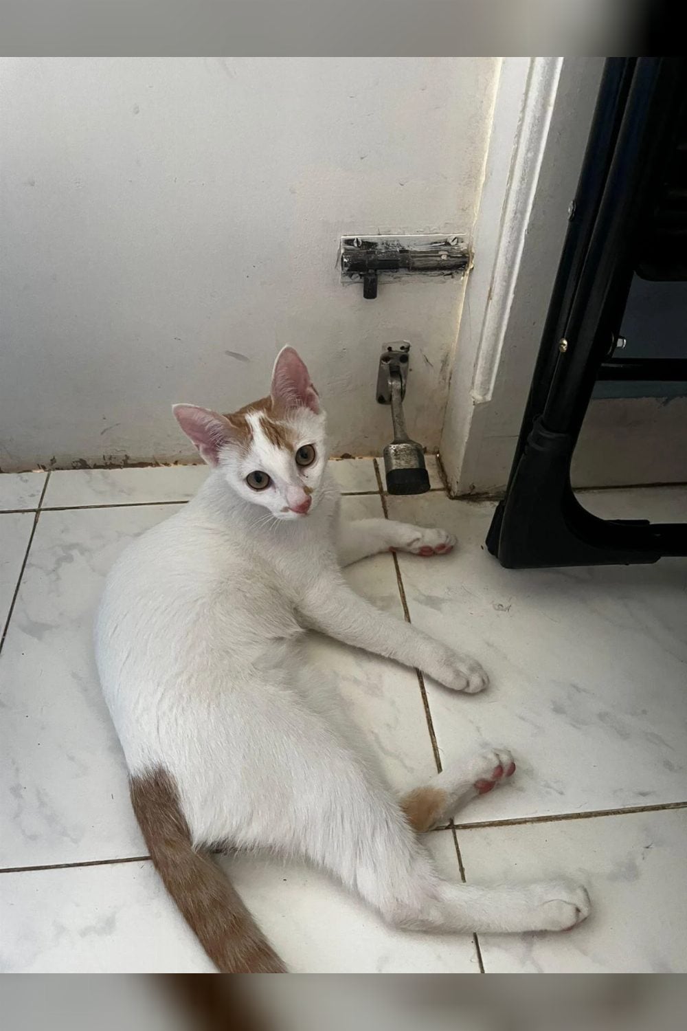 Adopt Mari, a vaccinated 4-month-old kitten — Bengaluru