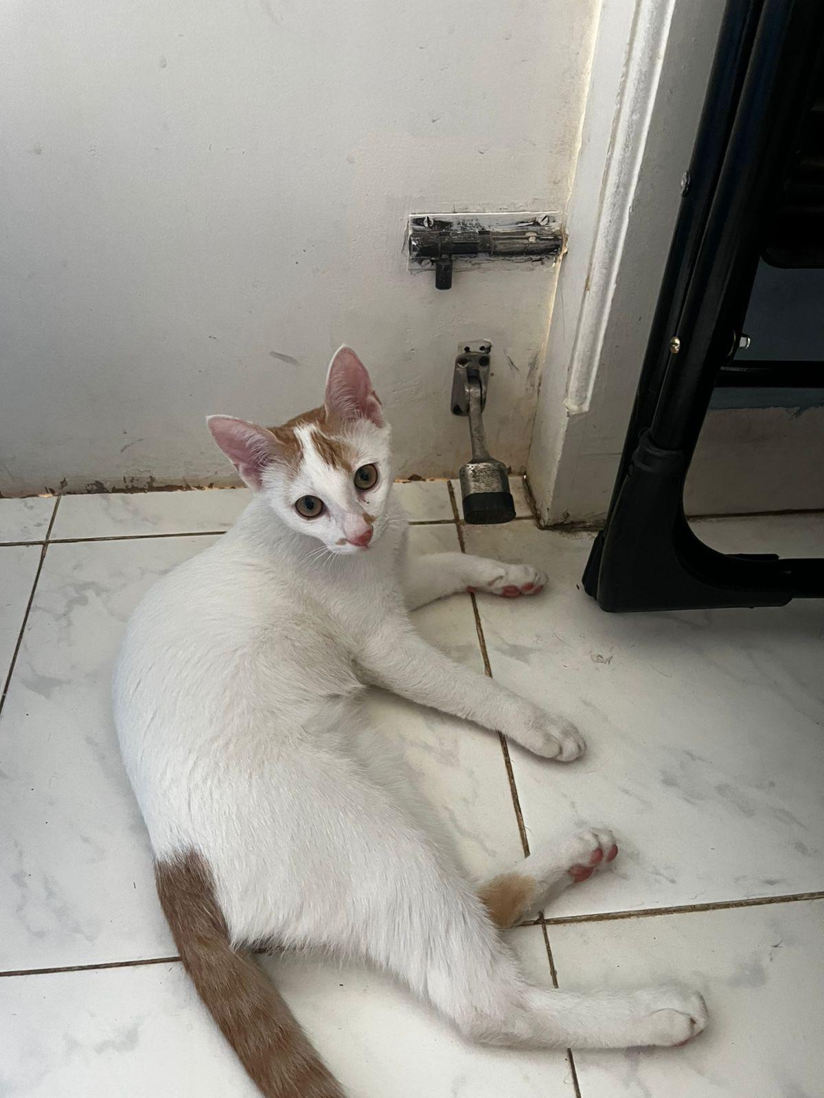 Adopt Mari, a vaccinated 4-month-old kitten — Bengaluru