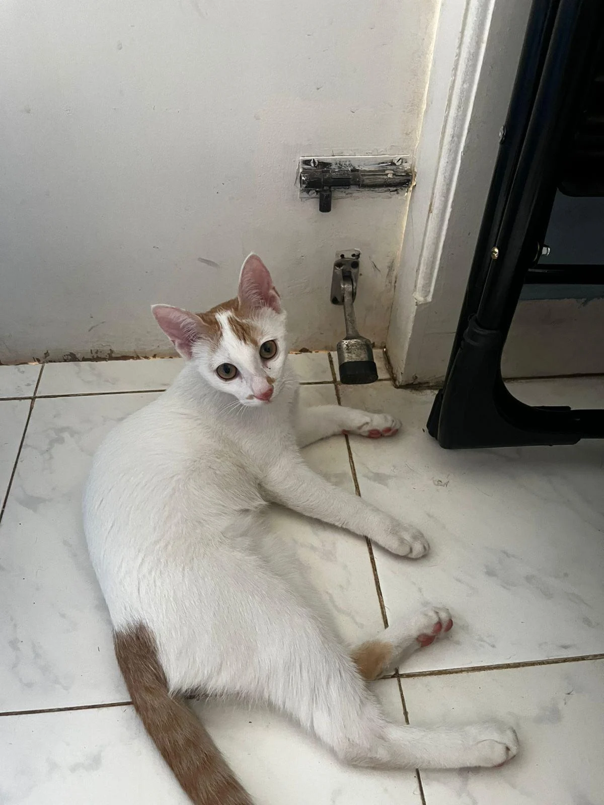 Adopt Mari, a vaccinated 4-month-old kitten in Bengaluru