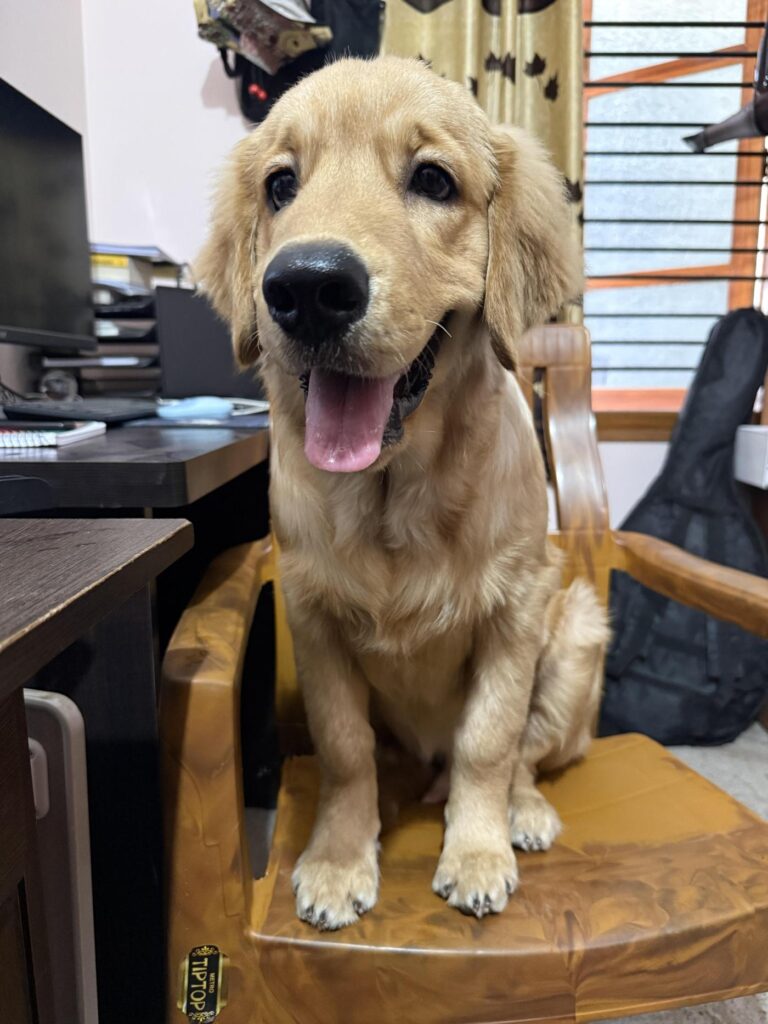 5 months old Golden Retriever up for adoption - dog in India