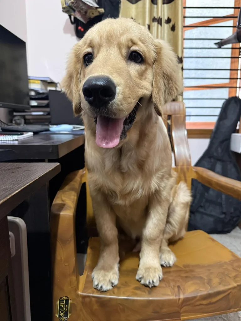 5 months old Golden Retriever up for adoption - dog in India