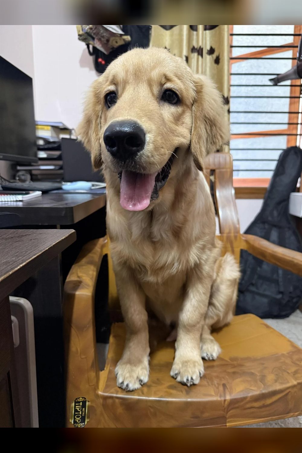 5 months old Golden Retriever up for adoption — Bengaluru