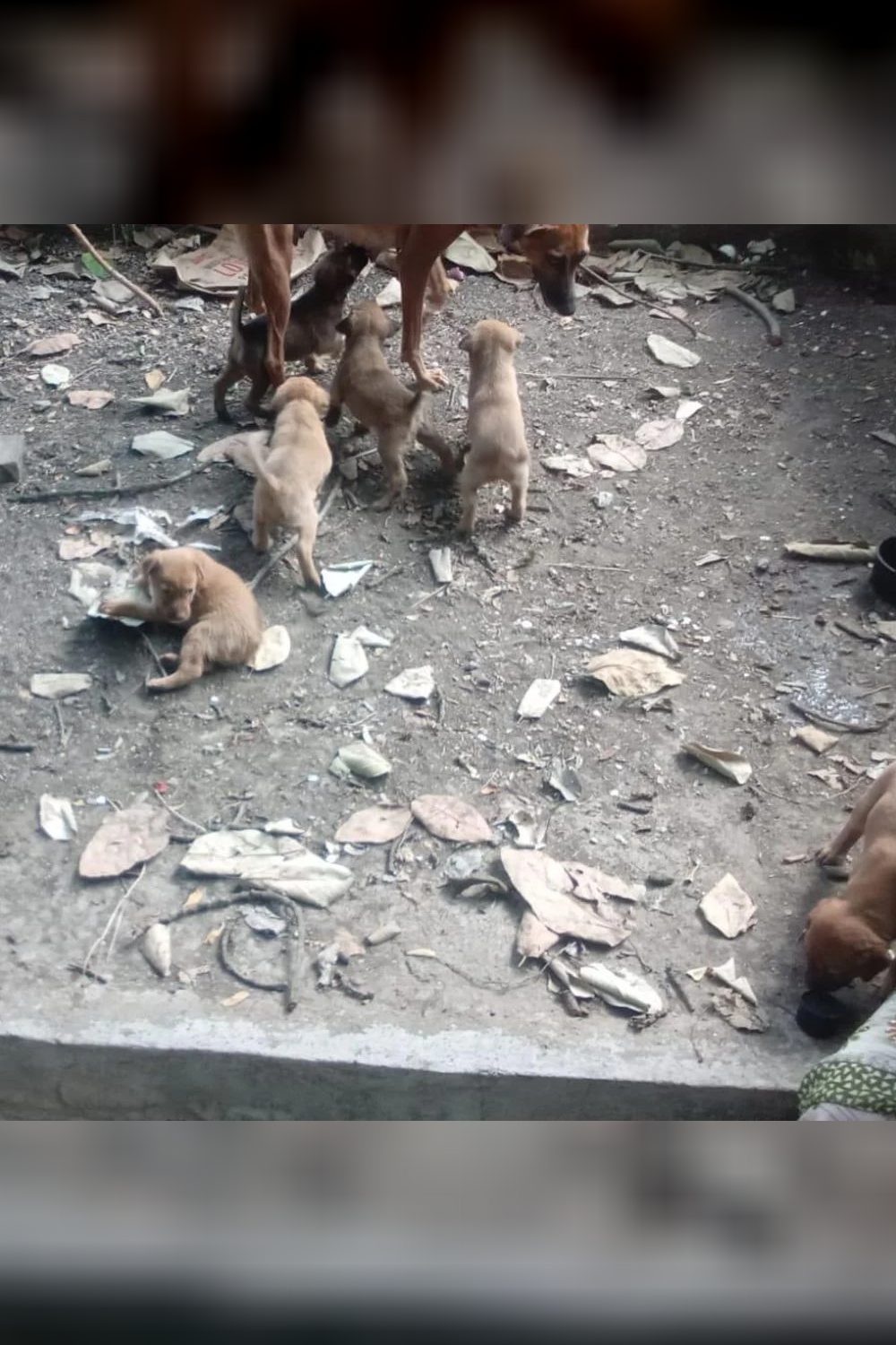 Six indie puppies for adoption in Bibvewadi — Pune