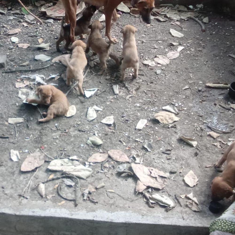6 Indie puppies - puppy for adoption in Bibvewadi, Pune