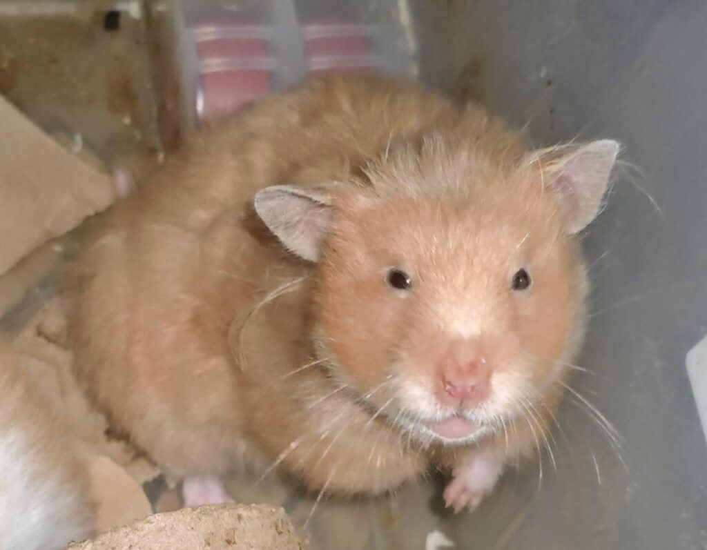 6 months old Female hamster available for adoption. Mumbai based - pet in Mumbai