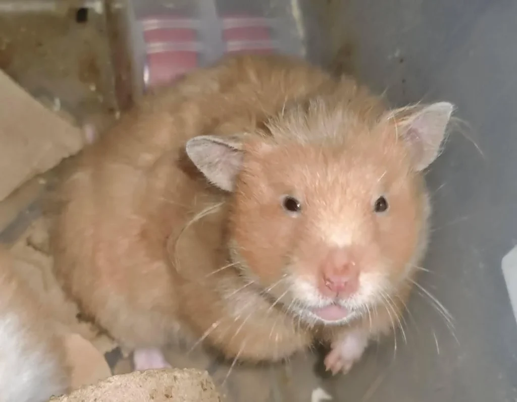6 months old Female hamster available for adoption. Mumbai based - pet in Mumbai