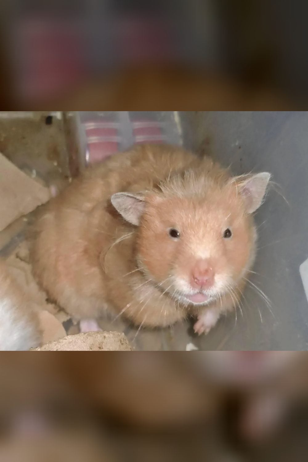 6 months old Female hamster available for adoption. Mumbai based