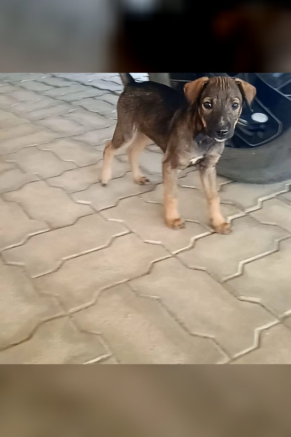 Six puppies for adoption in Sarjapur — Bengaluru