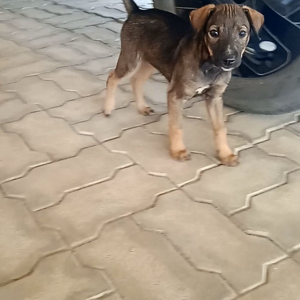 6 puppies - puppy for adoption in Sarjapur, Bangalore