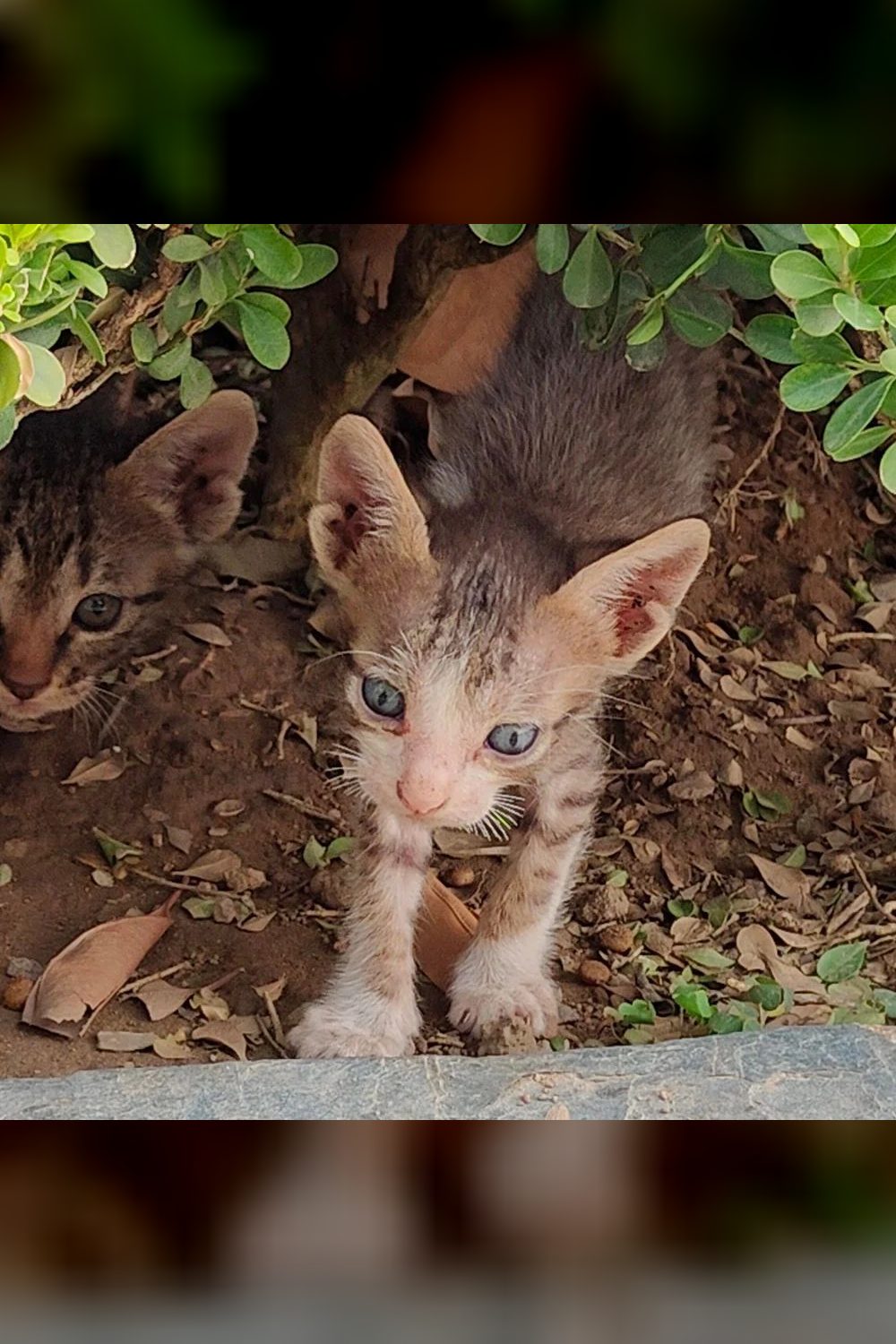 6 tabby kittens — Delhi NCR
