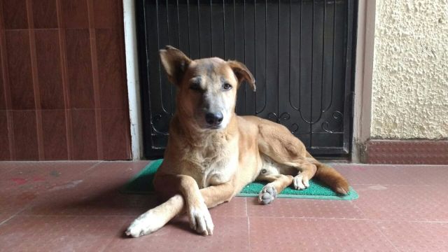 when a dog dies