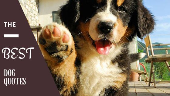 Best Dog Quotes list