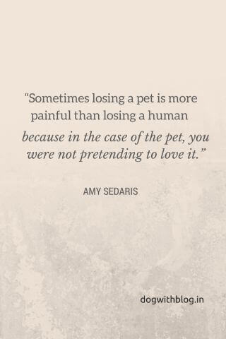 Sometimes losing a pet is more painful than losing a human