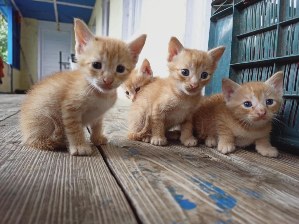 A Bunch Of Ginger Cutie Pies For Adoption, Shimla - pet in India