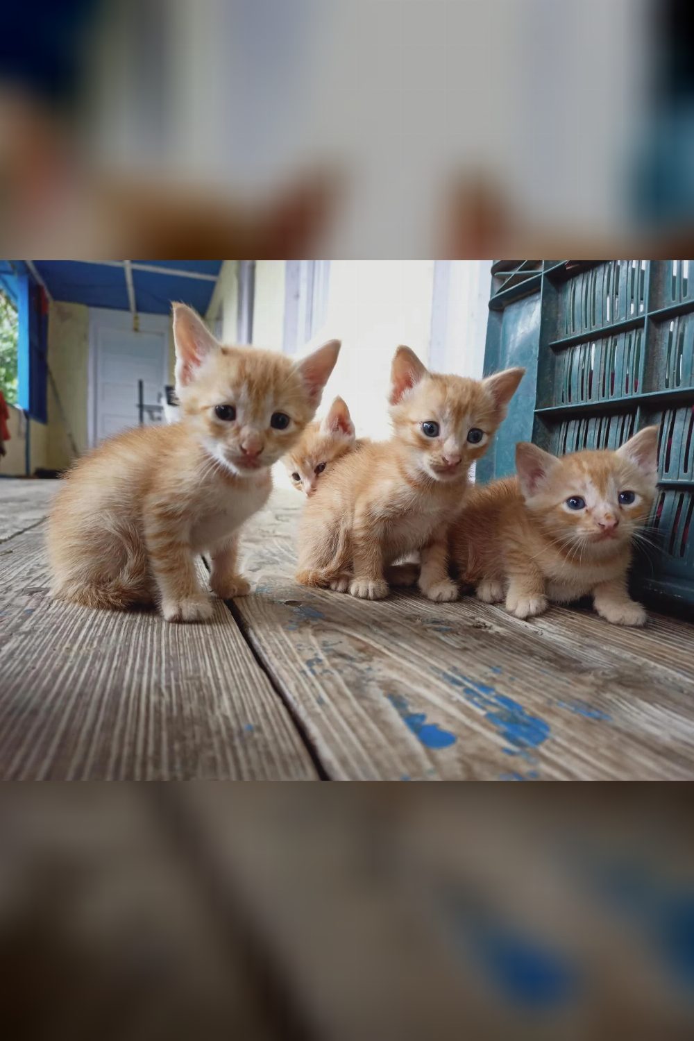 A Bunch Of Ginger Cutie Pies For Adoption — Shimla