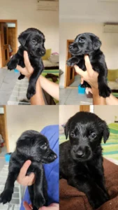 Active and adorable puppies up for adoption