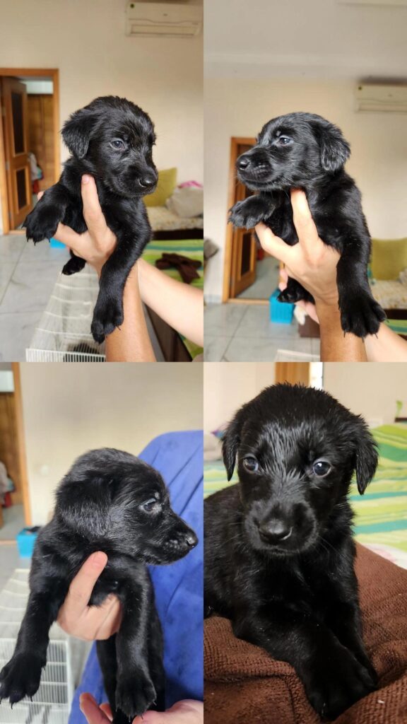 Active and adorable puppies up for adoption - puppy in Indore