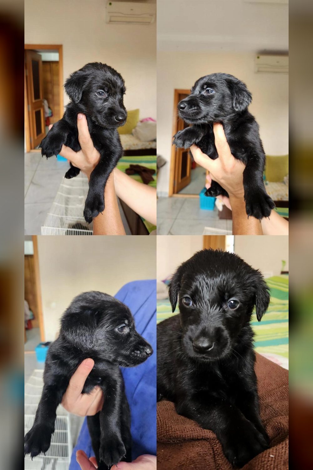 Active and adorable puppies up for adoption — Indore