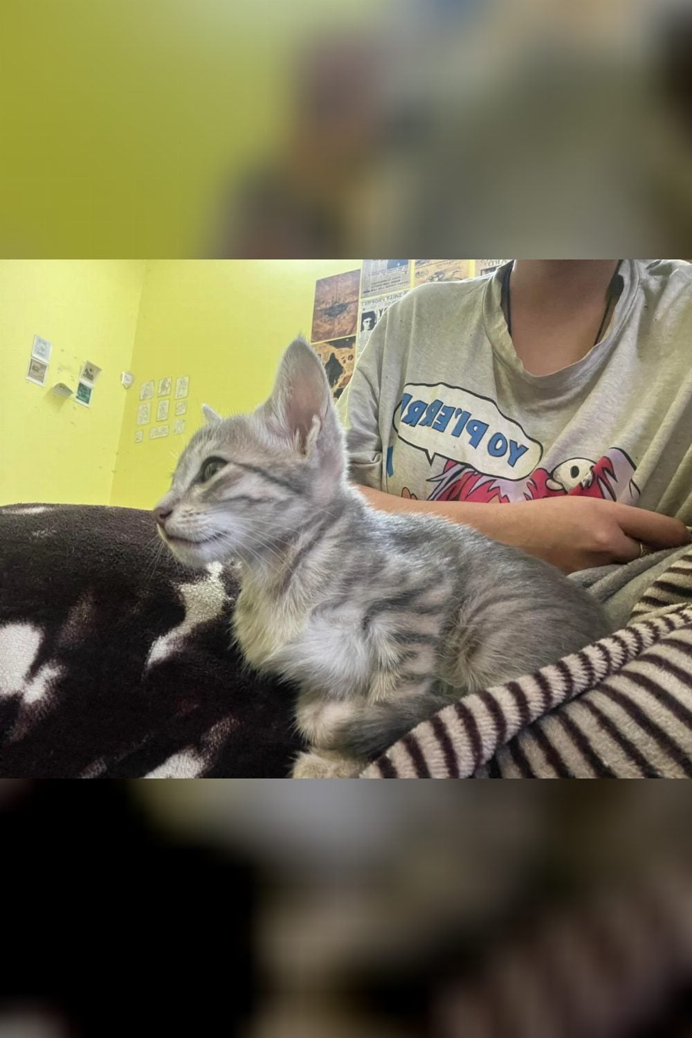 Adopt a Cat in Himachal Pradesh — Shimla