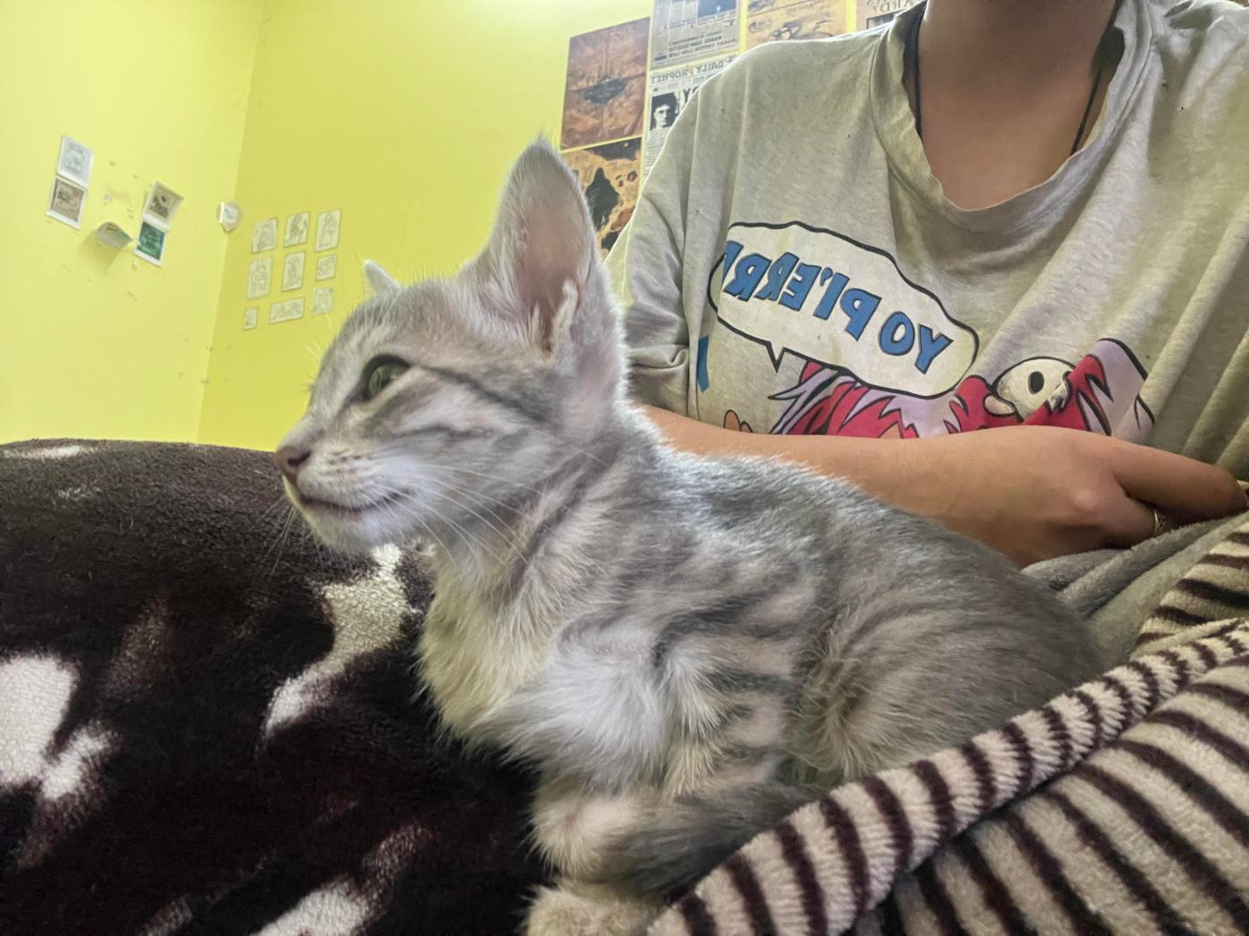 Adopt a Cat in Himachal Pradesh