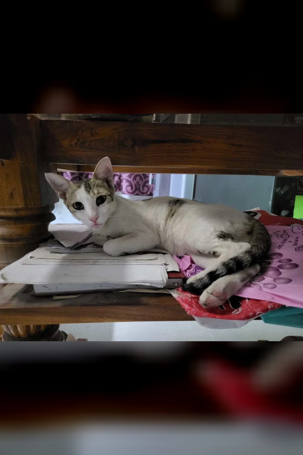 Adopt a Cat in West Bengal — Kolkata