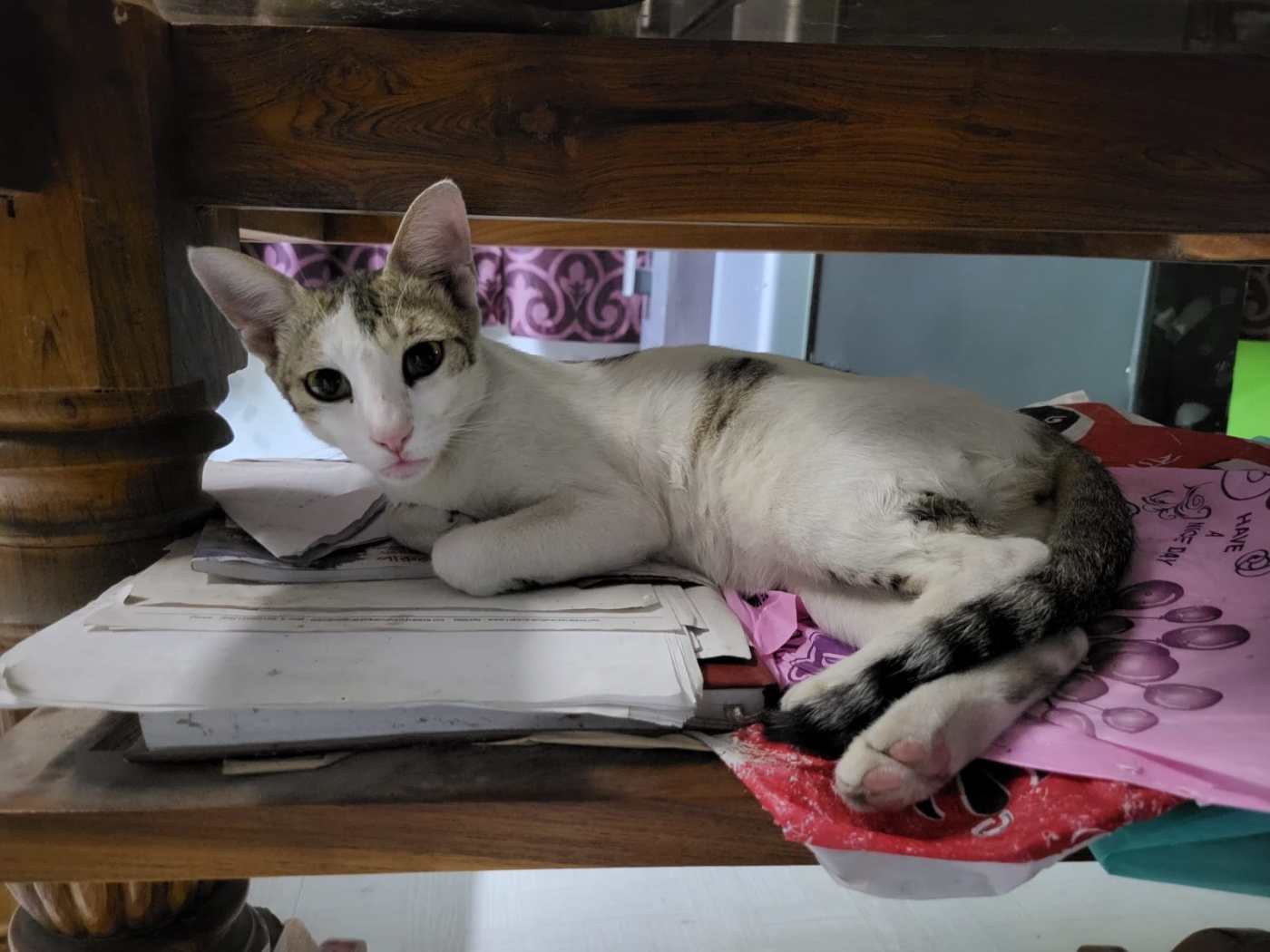 Adopt a Cat in West Bengal — Kolkata