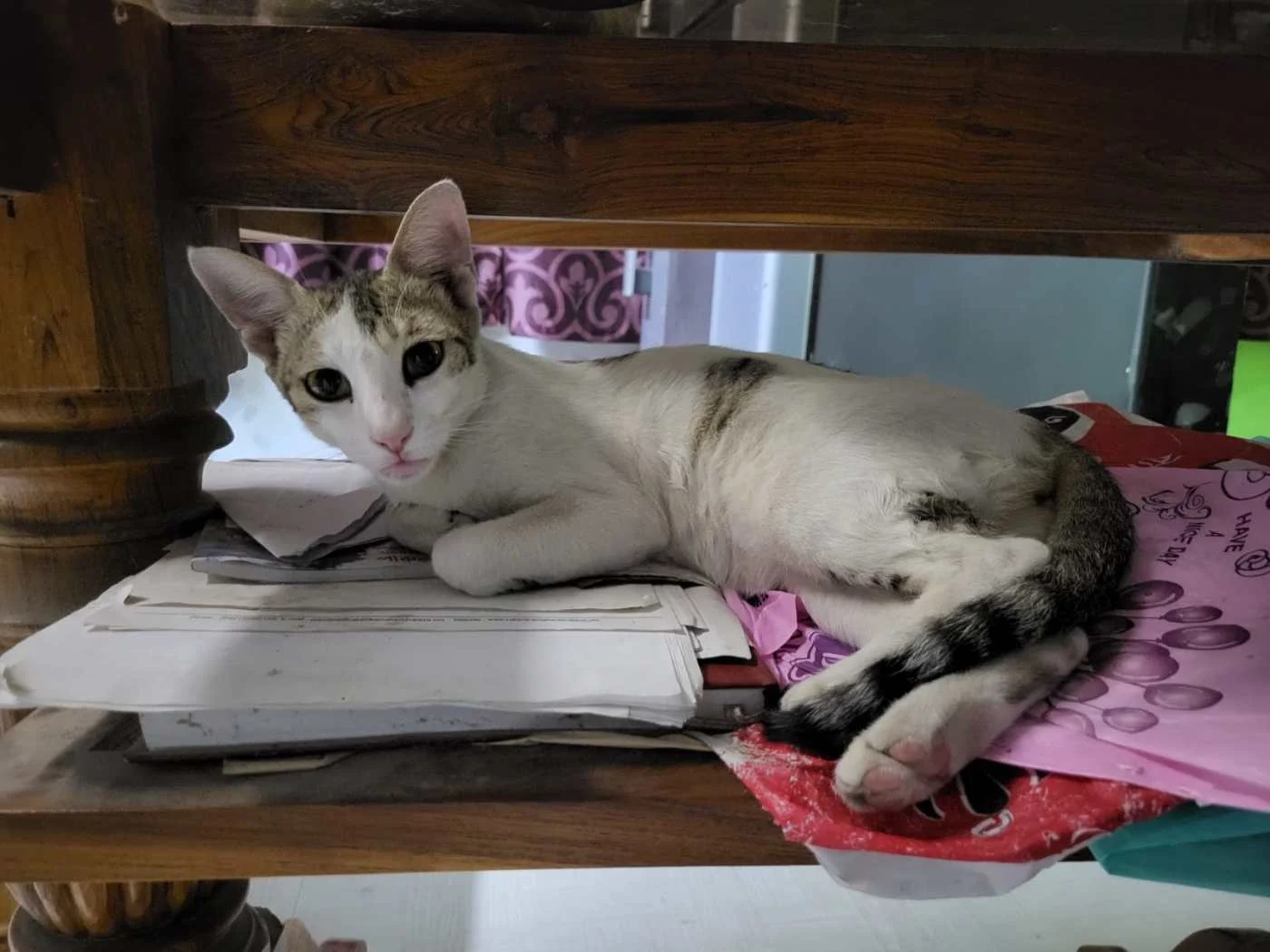 Adopt a Cat in West Bengal in Kolkata