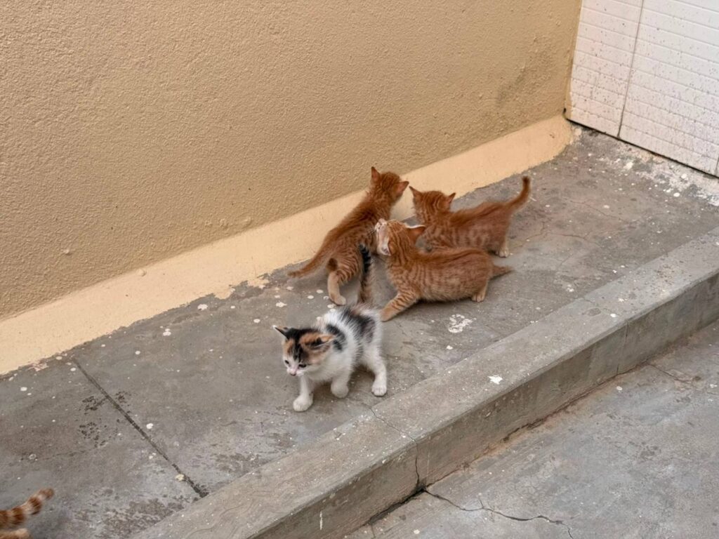 Adopt a kitten - Bangalore (HSR) - kitten in Bengaluru