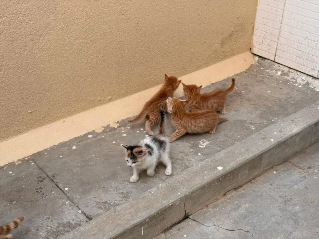 Adopt a kitten - Bangalore (HSR) - kitten in Bengaluru