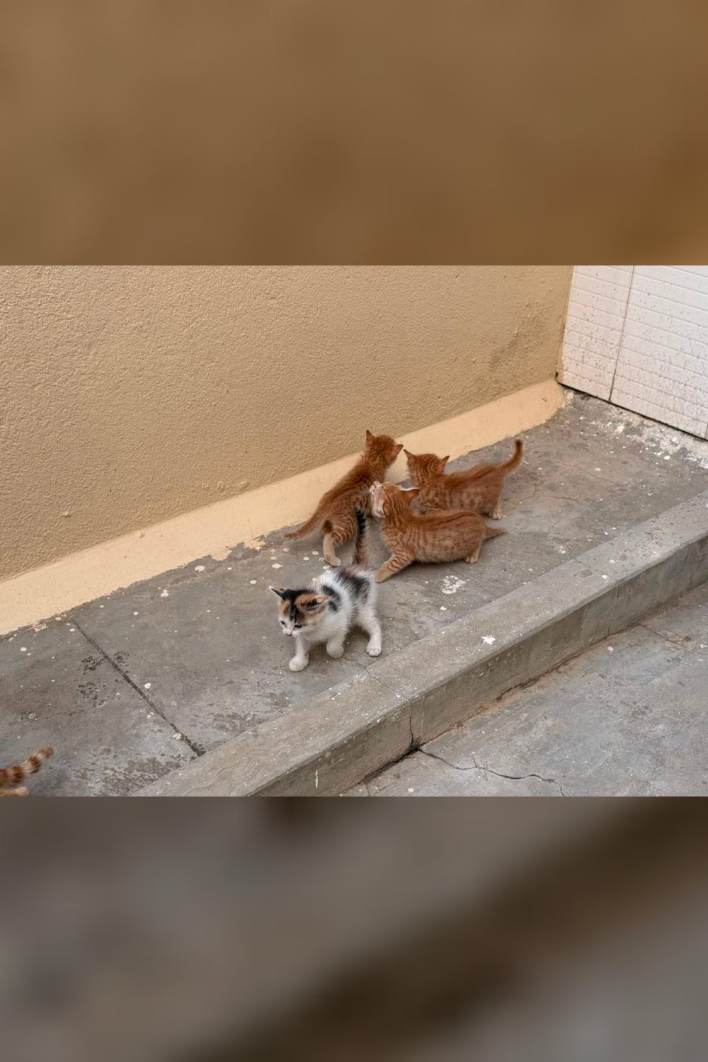 Adopt a kitten — Bengaluru (HSR)