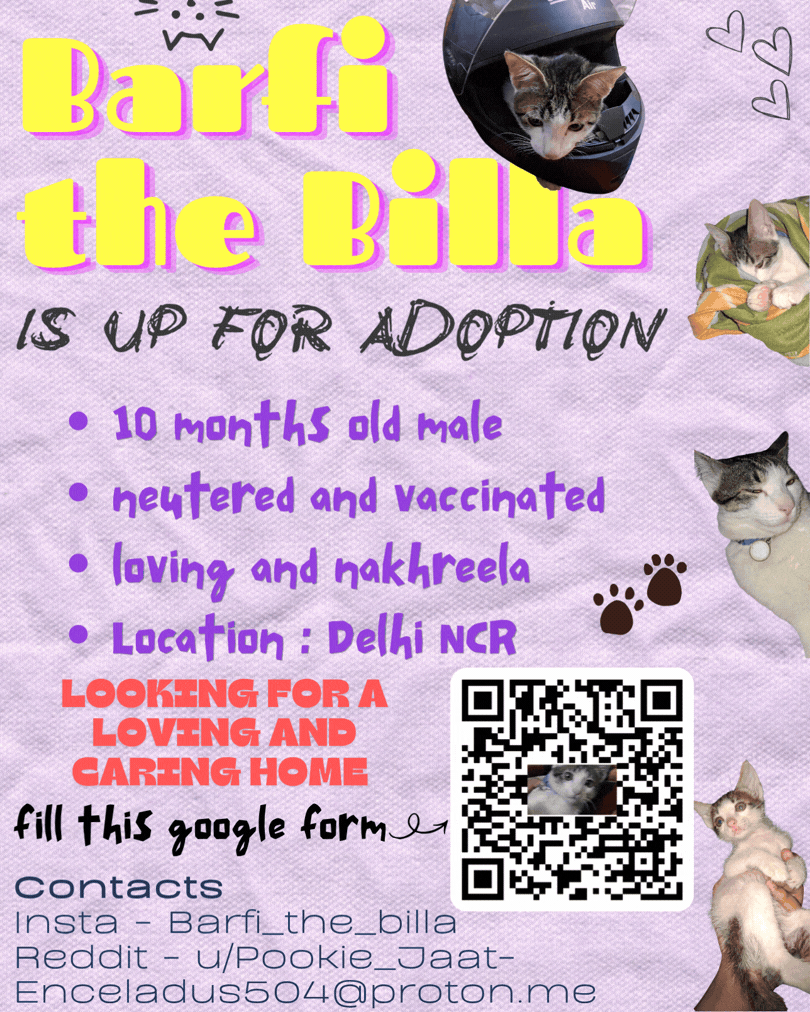 Adopt Barfi - pet in Delhi NCR
