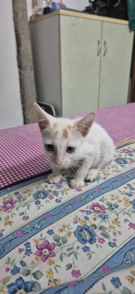 Adopt Candy (Delhi/NCR) - pet in Delhi NCR