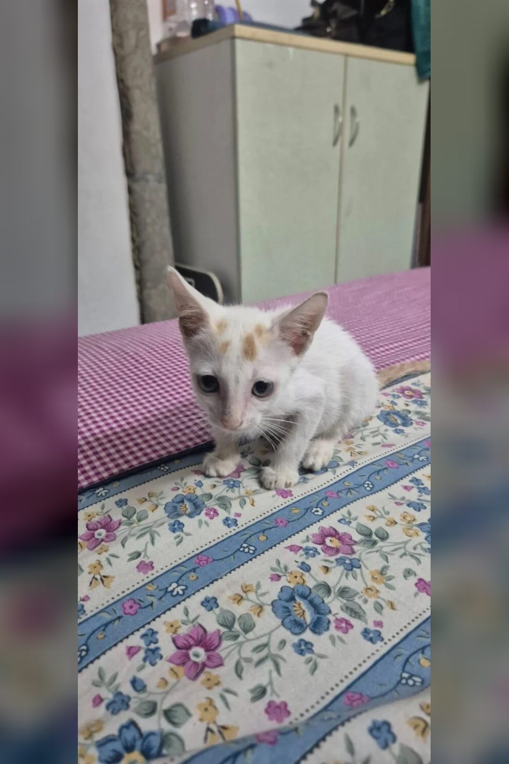 Adopt Candy, a cat in Malviya Nagar — Delhi NCR