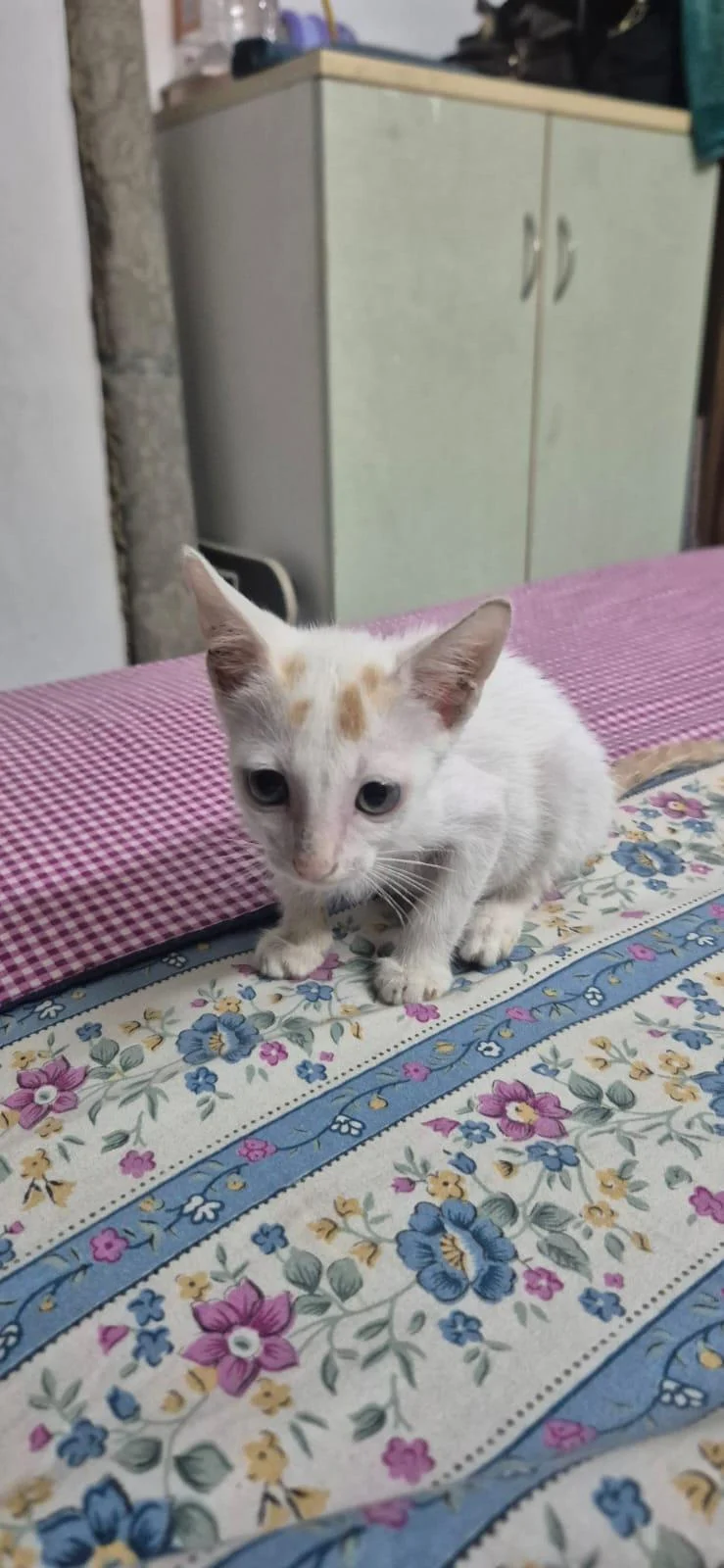 Adopt Candy, a cat in Malviya Nagar in Delhi NCR