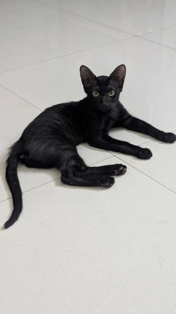 Adopt Cola-- Delhi +NCR - pet in Delhi NCR