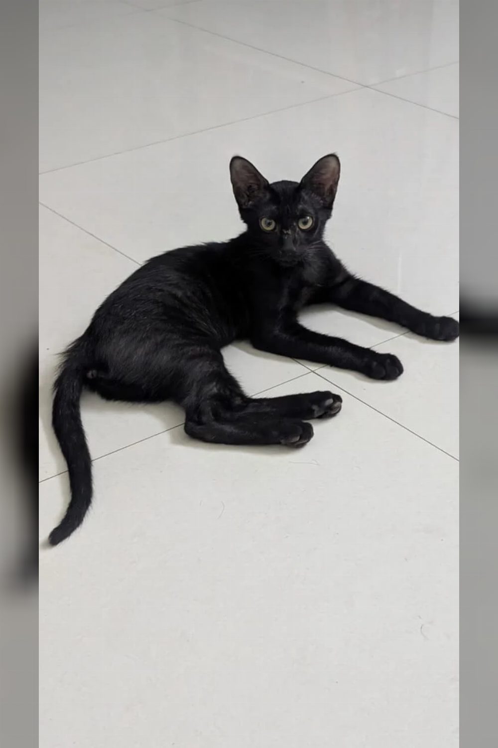 Adopt Cola– Delhi NCR