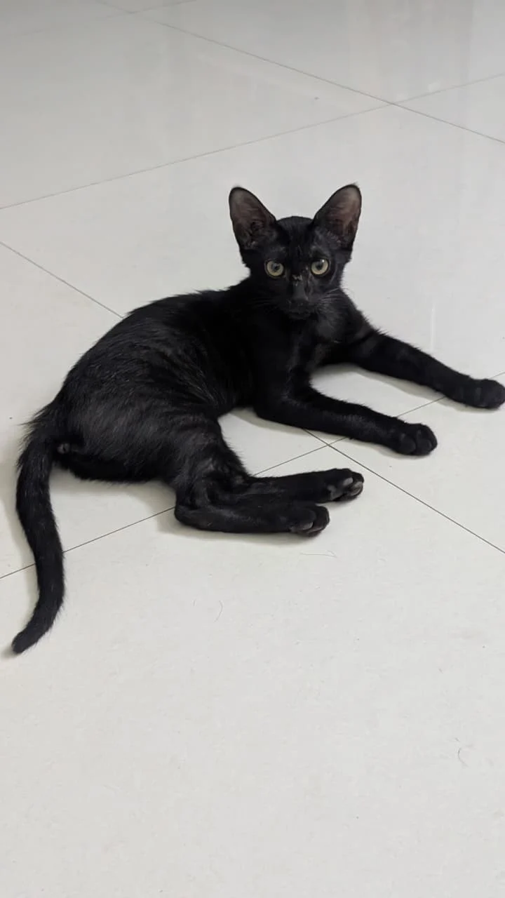 Adopt Cola– Delhi NCR in Delhi NCR