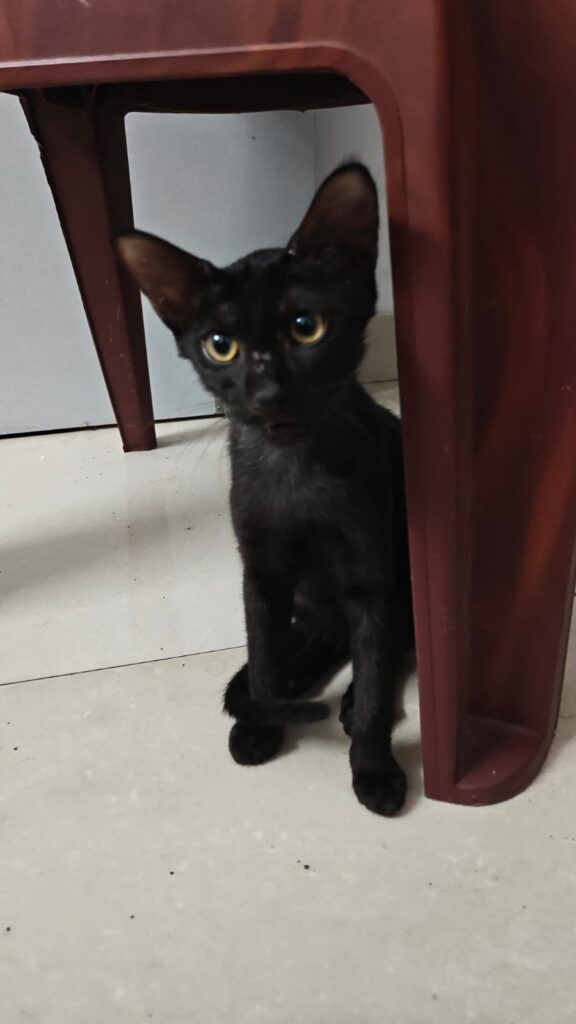 Adopt Cola- Urgent- Delhi + NCR - pet in Delhi NCR