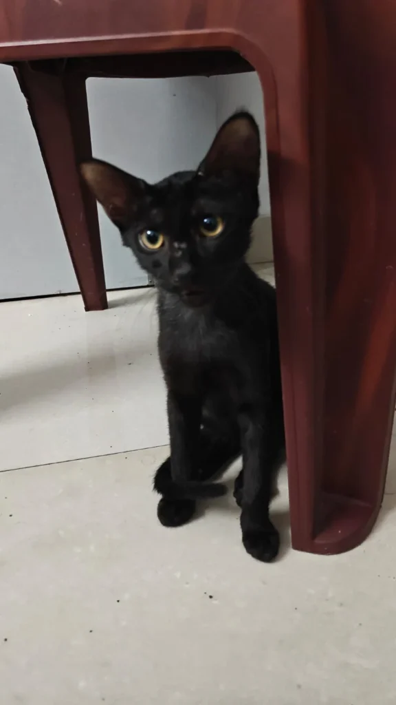 Adopt Cola- Urgent- Delhi + NCR - pet in Delhi NCR