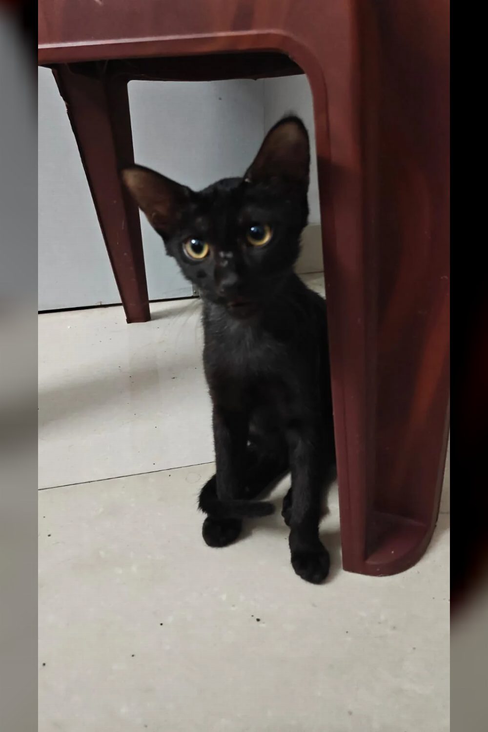 Adopt Cola- Urgent- Delhi NCR