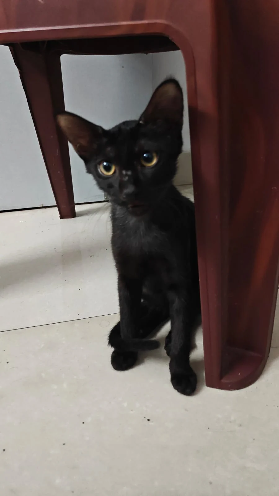Adopt Cola- Urgent- Delhi NCR in Delhi NCR