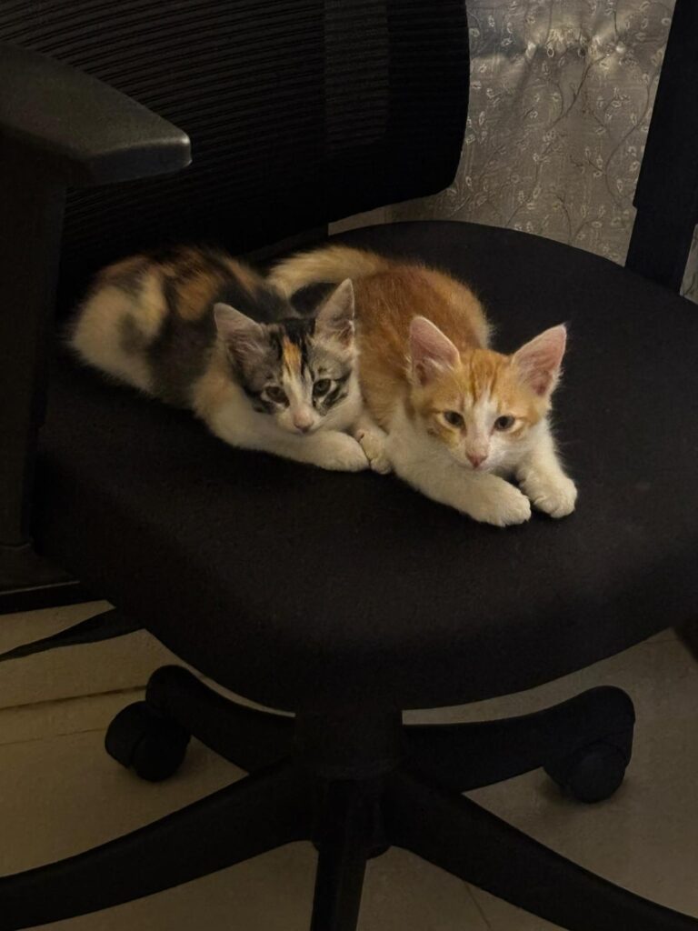 Adopt Cookie and Bisku ! - pet in Bengaluru