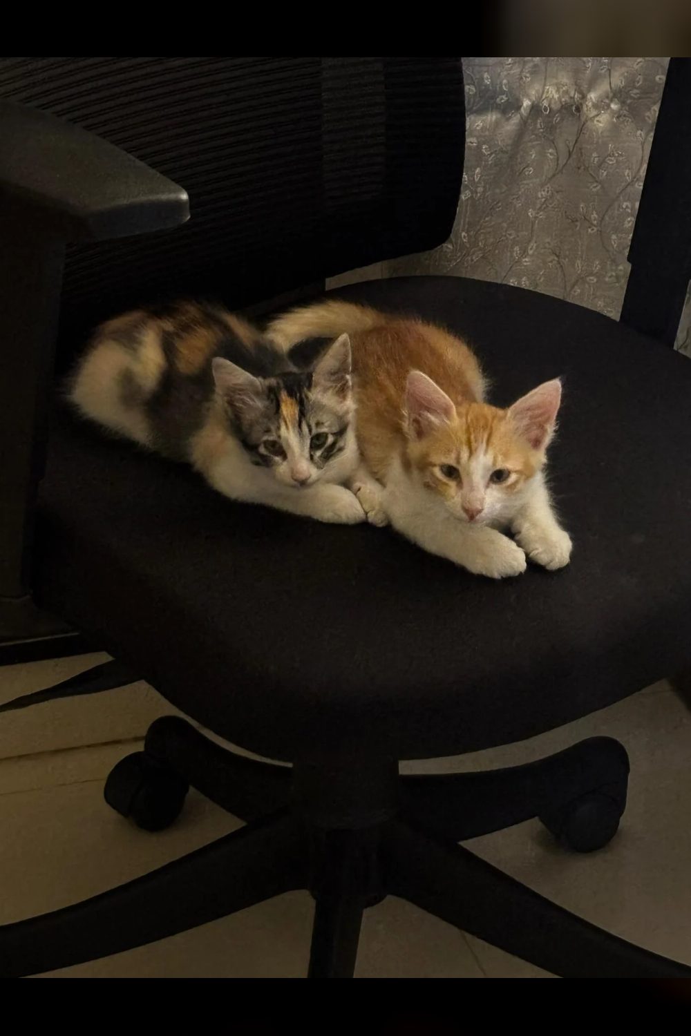 Cookie & Bisku up for adoption — Bengaluru