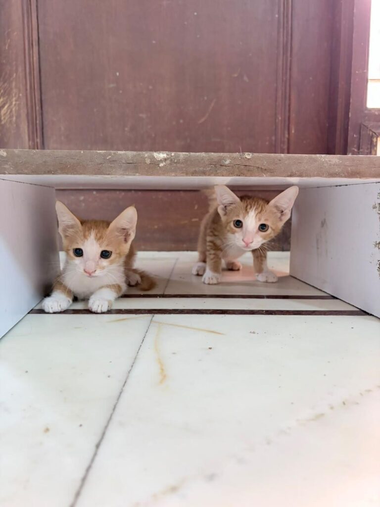 Adopt ginger cuties - pet in Delhi NCR