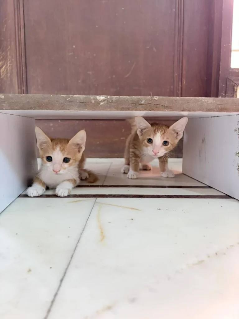 Adopt ginger cuties - pet in Delhi NCR