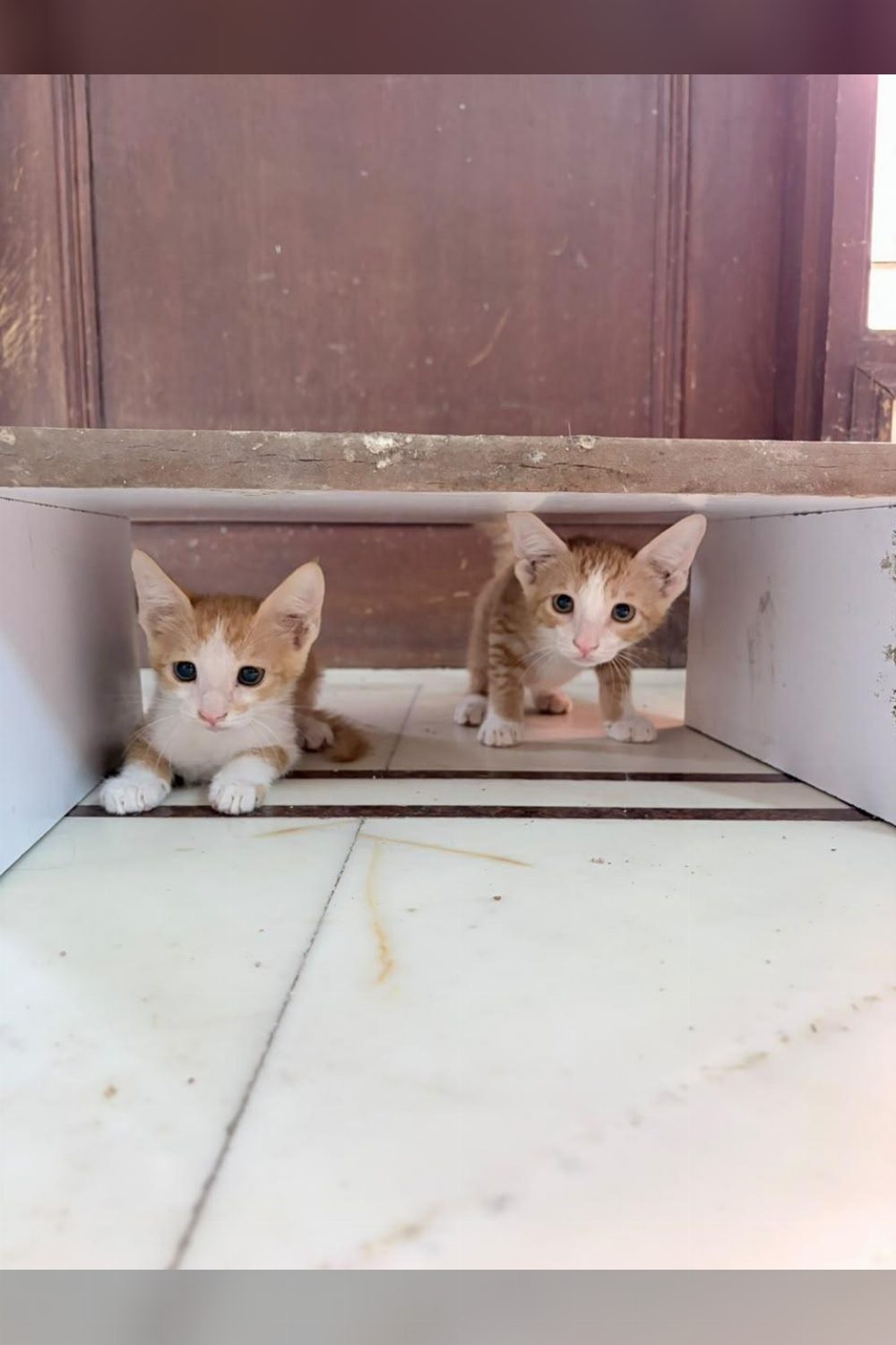 Adopt ginger cuties — Delhi NCR