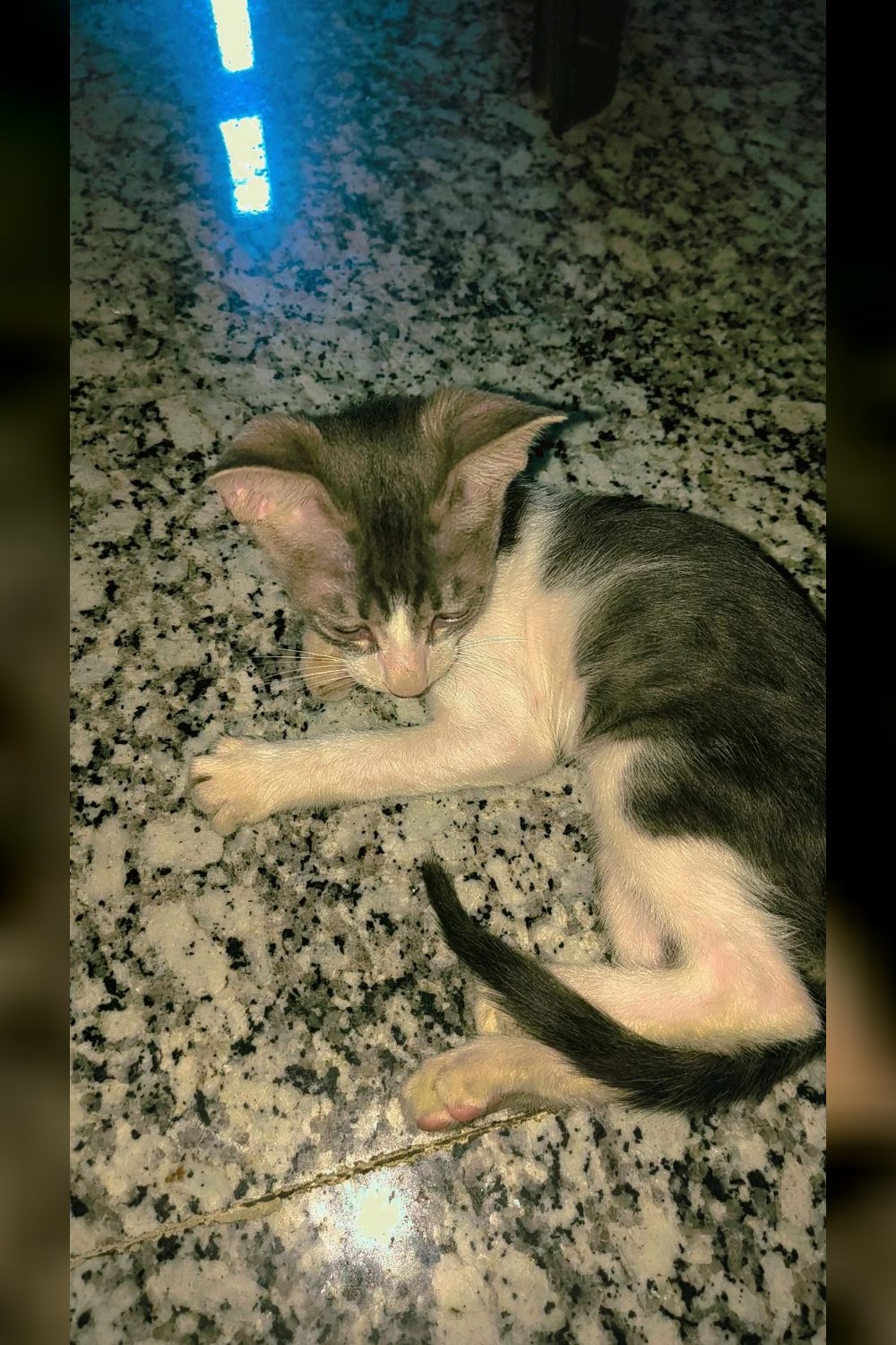 Adopt Itu, an active 2-month-old kitten — Delhi NCR