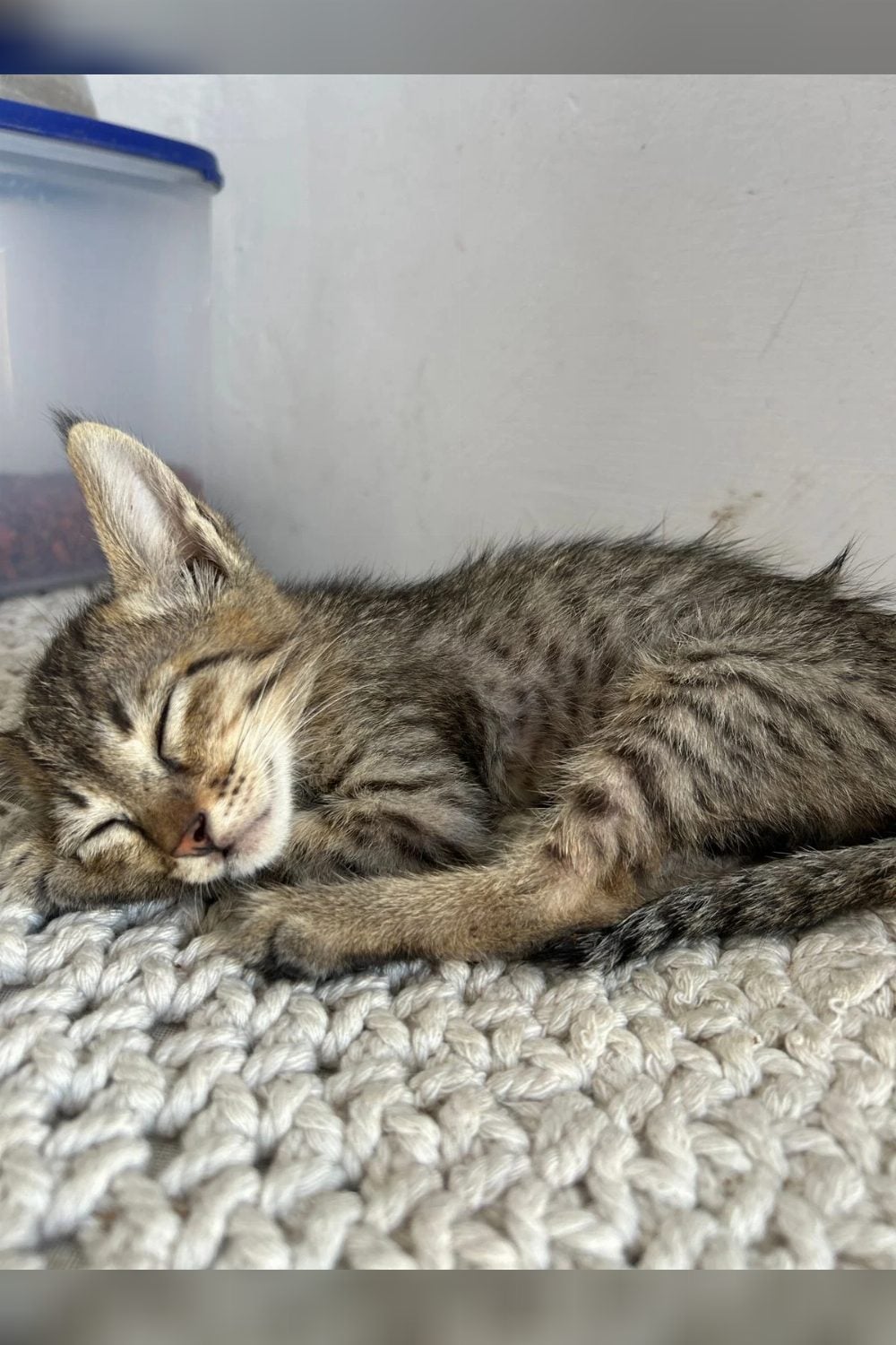 Adopt Kichi, a kitten in Malviya Nagar — Delhi NCR