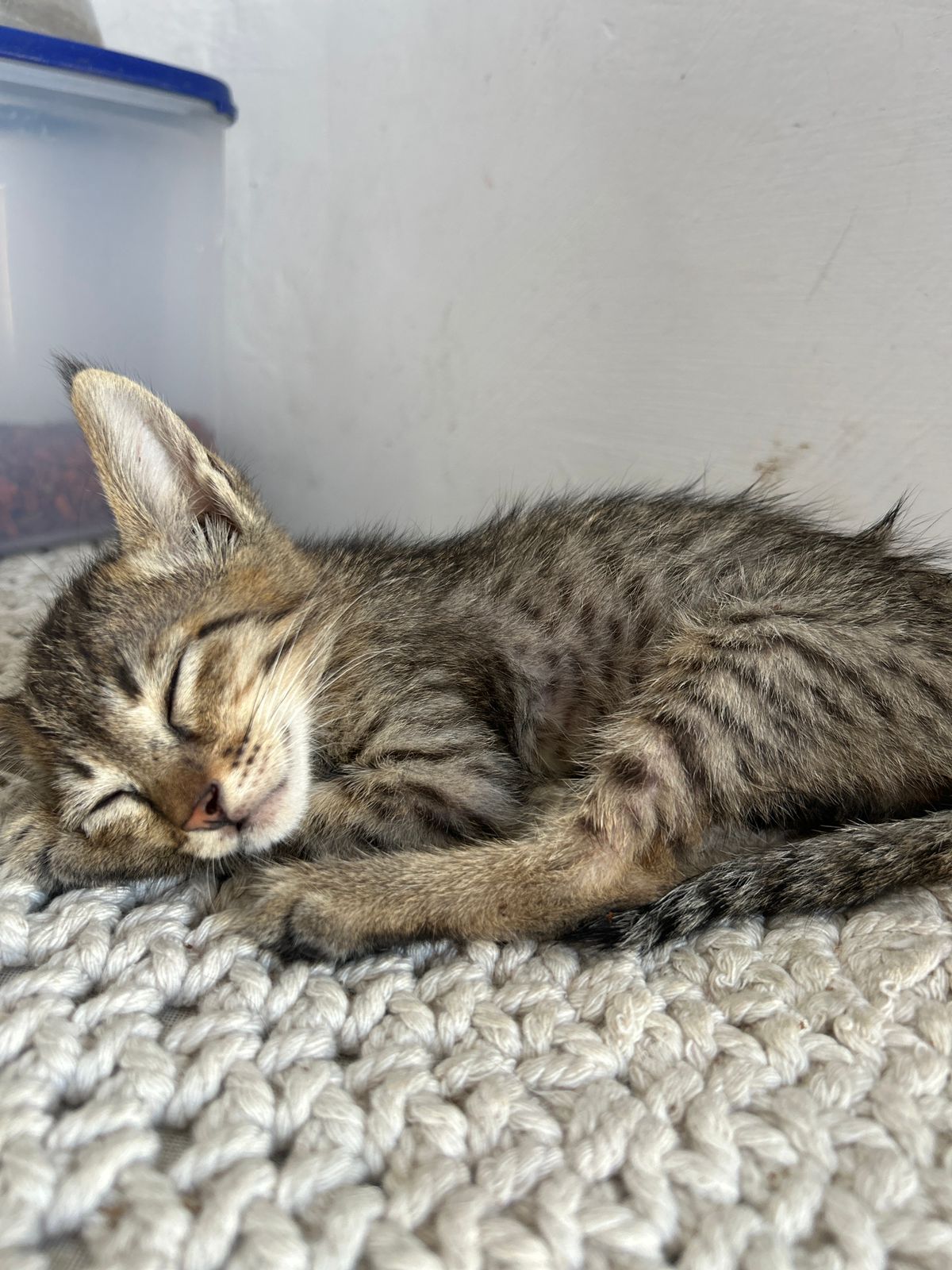 Adopt Kichi, a kitten in Malviya Nagar — Delhi NCR